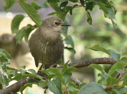 Stær (Sturnus vulgaris)