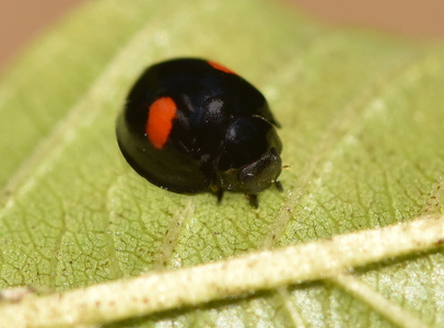 Askemariehøne (Chilocorus renipustulatus)