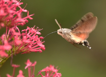 Duehale (Macroglossum stellatarum)