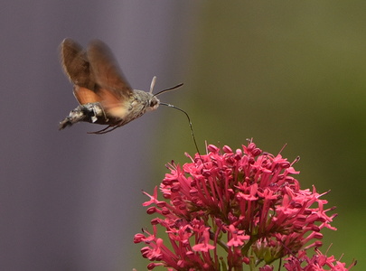 Duehale (Macroglossum stellatarum)