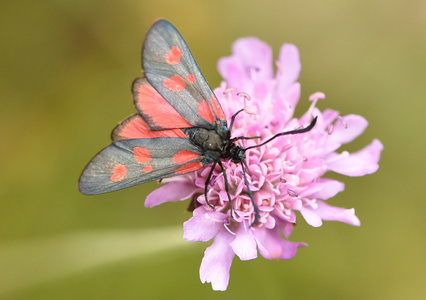 Femplettet Køllesværmer ( Zygaena lonicerae)