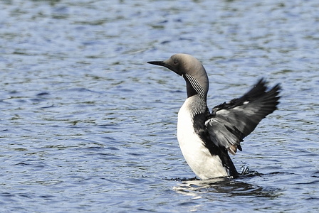Sortstrubede lom (Gavia arctica)