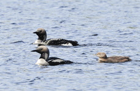 Sortstrubede lom (Gavia arctica)