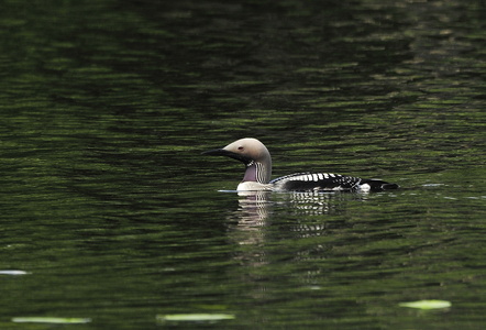Sortstrubede lom (Gavia arctica)