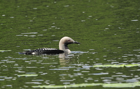 Sortstrubede lom (Gavia arctica)