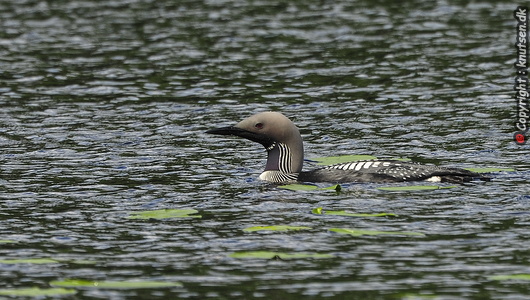 Sortstrubede lom (Gavia arctica)
