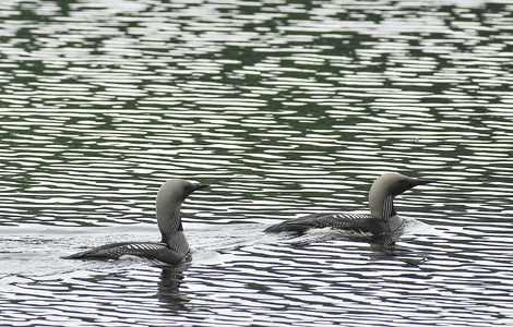 Sortstrubede lom (Gavia arctica)