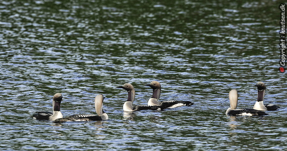 Sortstrubede lom (Gavia arctica)