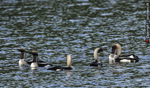 Sortstrubede lom (Gavia arctica)
