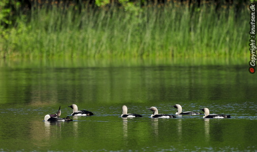 Sortstrubede lom (Gavia arctica)