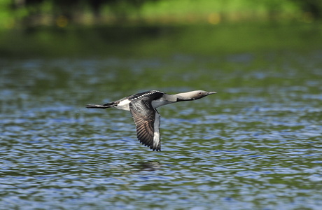 Sortstrubede lom (Gavia arctica)