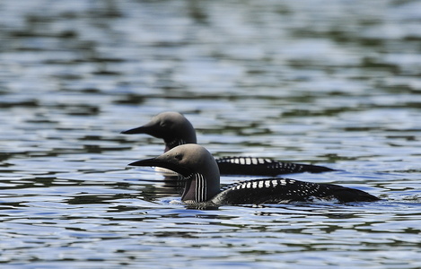 Sortstrubede lommer (Gavia arctica)