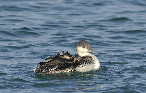 Rødstrubet lom (Gavia stellata)