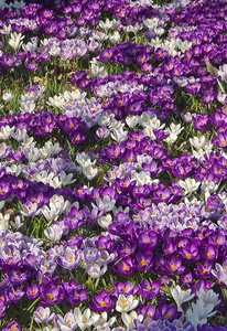 Rådhusparken Århus