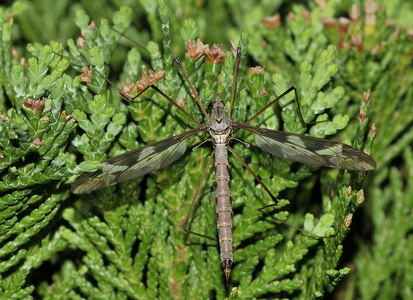 Kæmpestankelben (Tipula maxima)