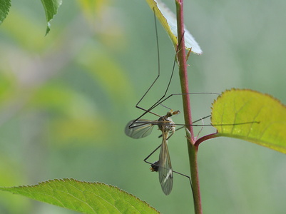 Tipula lateralis
