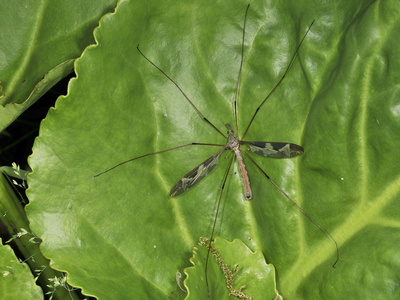 Kæmpestankelben (Tipula maxima)
