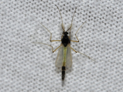 Microtendipes pedellus