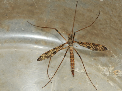 Epiphragma ocellare