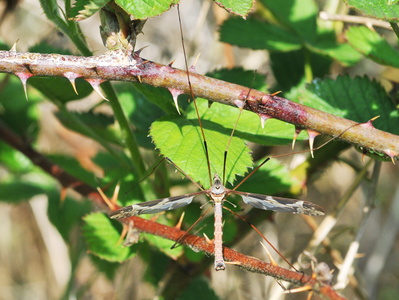 Kæmpestankelben (Tipula maxima)