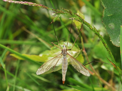 Tipula luna