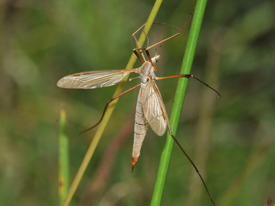 Tipula luna