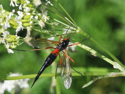 Tanyptera atrata