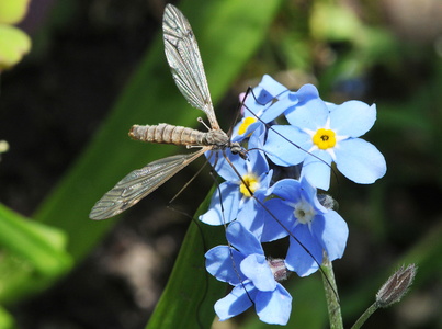 Mosestankelben (Tipula paludosa)