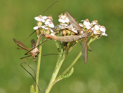 Mosestankelben (Tipula paludosa)