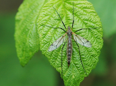 Tipula varipennis