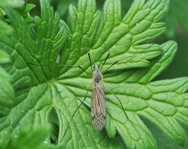Tipula pabulina