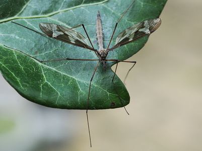 Kæmpestankelben (Tipula maxima)