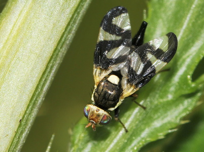 Tidselbåndflue (Urophora cardui)