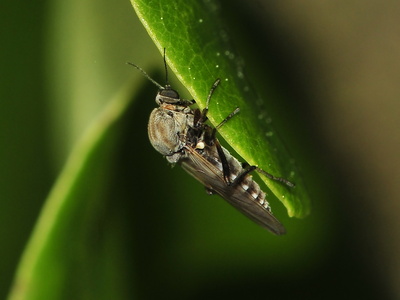 Sphaeromias pictus