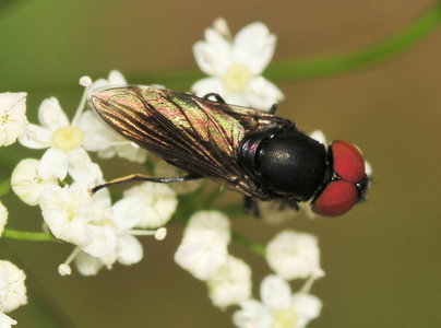 Sortvinget Engsvirreflue (Chrysogaster solstitialis)
