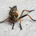 Sortfodet skovrovflue  (Neoitamus cyanurus)