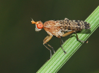 Euthycera chaerophylli