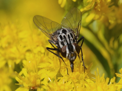 Graphomya maculata