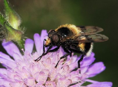 Foranderlig Humlesvirreflue (Volucella bombylans) 