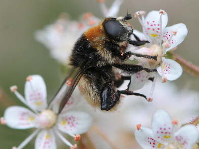 Tjørne-Pelssvirreflue (Criorhina berberina)
