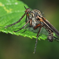 Stor Danseflue (Empis tessellata)