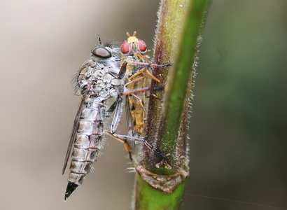 Sort Hårrovflue  (Tolmerus atricapillus)