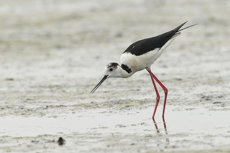 Stylteløber (Himantopus himantopus)