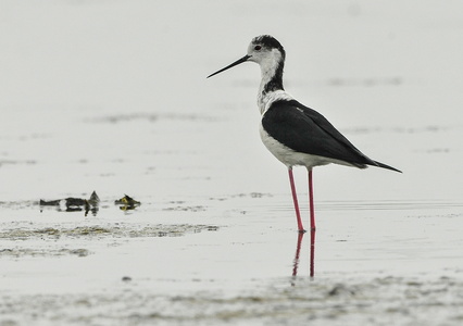 Stylteløber (Himantopus himantopus)