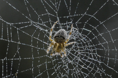  Korsedderkop (Araneus diadematus)