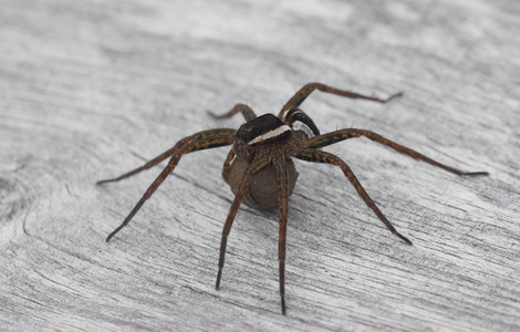  Stor Rovedderkop (Dolomedes fimbriatus)