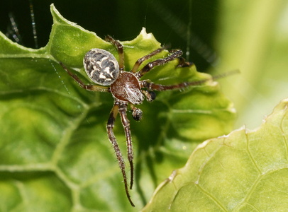 Sivhjulspinder (Larinioides cornutus)