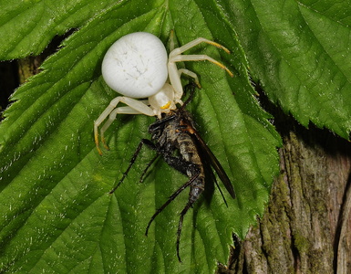  Kamæleonedderkop (Misumena vatia)