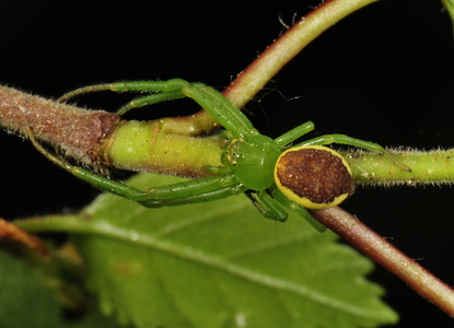 Grøn Krabbeedderkop (Diaea dorsata)