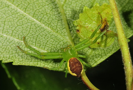 Grøn Krabbeedderkop (Diaea dorsata)